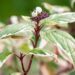 2935_9596_Cornus_alba_Elegantissima_siberi_kontpuu.jpg