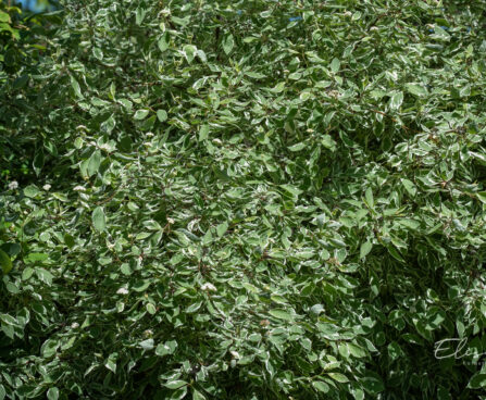 2936_10839_Cornus_alba_Sibirica_Variegata_kontpuu.jpg