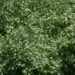 2936_10839_Cornus_alba_Sibirica_Variegata_kontpuu.jpg