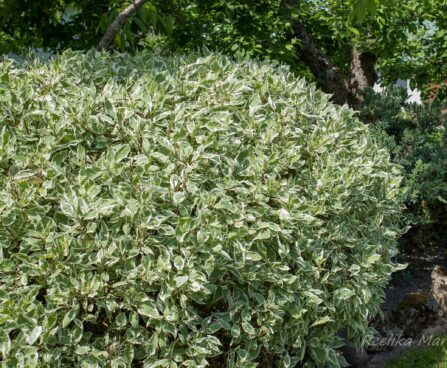 2936_7511_Cornus_alba_Sibirica_Variegata.JPG