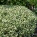 2936_7511_Cornus_alba_Sibirica_Variegata.JPG