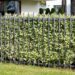 2936_9653_Cornus_alba__siberi_kontpuu.jpg