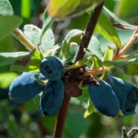 2945_7771_Lonicera_kamtschatica_kuslapuu2.JPG