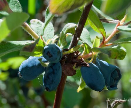 2945_7771_Lonicera_kamtschatica_kuslapuu2.JPG
