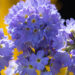 2953_10971_Primula_denticulata_Corolla_Blue_priimula_2.jpg