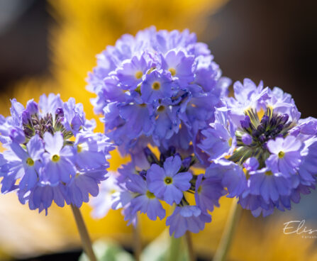 2953_10972_Primula_denticulata_Corolla_Blue_priimula.jpg