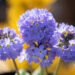 2953_10972_Primula_denticulata_Corolla_Blue_priimula.jpg