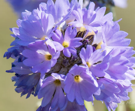 2953_8259_Primula_denticulata_Corolla_Blue_2.JPG