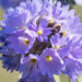 2953_8259_Primula_denticulata_Corolla_Blue_2.JPG
