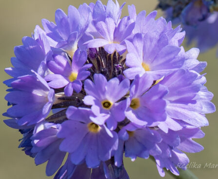 2953_8260_Primula_denticulata_Corolla_Blue.JPG