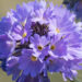 2953_8260_Primula_denticulata_Corolla_Blue.JPG