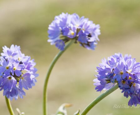 2953_8261_Primula_denticulata_Corolla_Blue_3.JPG