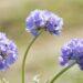 2953_8261_Primula_denticulata_Corolla_Blue_3.JPG