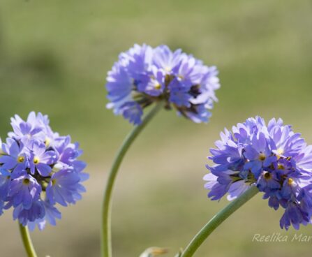 2953_8262_Primula_denticulata_Corolla_Blue_4.JPG