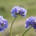 2953_8262_Primula_denticulata_Corolla_Blue_4.JPG