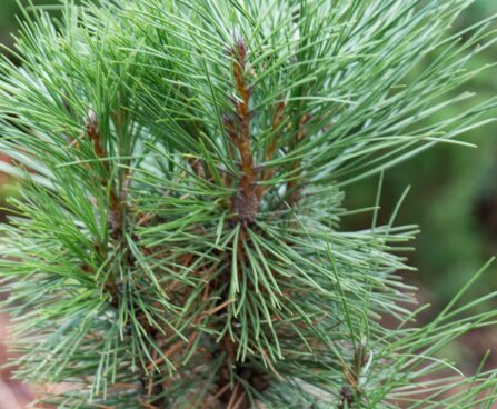 195_6532_Pinus_nigra_Pyramidalis_2.JPG