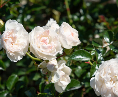 2968_10692_Rosa_Swany_roos_4.jpg