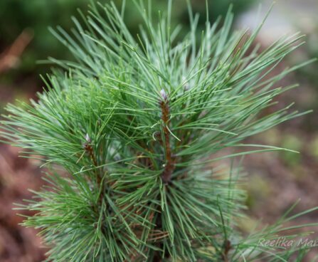 195_6534_Pinus_nigra_Pyramidalis.JPG