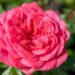 2970_10236_Rosa_Rosarium_Uetersen__roos.jpg