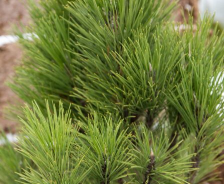 195_6839_Pinus_nigra_Pyramidalis.JPG