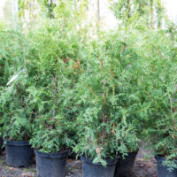 2991_6349_Thuja_occidentalis_Brabant1.jpg