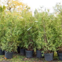 2991_6350_Thuja_occidentalis_Brabant.jpg