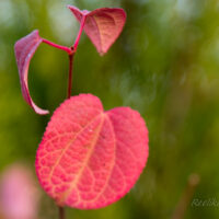 2992_6361_Cercidiphyllum_japonicum_.jpg