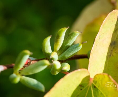 2992_9651_Cercidiphyllum_japonicum_jaapani_juudapuulehik_.jpg