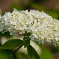 2993_7440_Hydrangea_arborescens_Annabelle.JPG