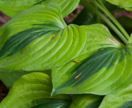 3002_7932_Hosta_Luna_Moth_.JPG