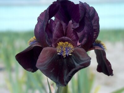 3005_7114_Iris_pumila_DemonPhoto_Darwinplants.jpg