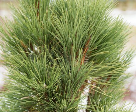 195_7025_Pinus_nigra_Pyramidalis_6.JPG