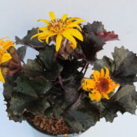 3008_7158_Ligularia_dentata_Pandora_Photo_Darwinplants.jpg