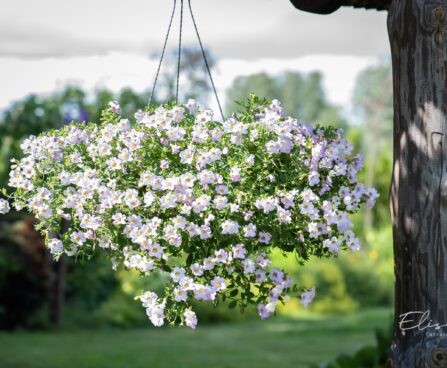 3040_10316_Calibrachoa_x_hybrida_Calita_Special_Sky_Blue.jpg