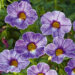 3040_9523_CAL_CalitaSpecial_SkyBlue_411365.jpg