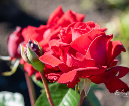 3043_10684_Rosa_Ingrid_Bergman_roos_2.jpg