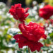 3043_10685_Rosa_Ingrid_Bergman_roos.jpg