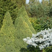 197_6427_Picea_glauca_Conica.jpg