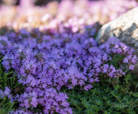 3059_8702_Thymus.JPG