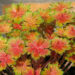 3061_6829_Geranium_Fay_AnnaPhoto_Darwinplants.jpg