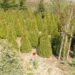 Picea glauca `Conica` kanada kuusk.jpg
