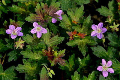 3061_6830_Geranium_Fay_Anna1_Photo_Darwinplants.jpg