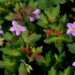 3061_6830_Geranium_Fay_Anna1_Photo_Darwinplants.jpg