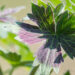3061_8351_Geranium_Fay_Anna_2.JPG