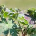 3061_8352_Geranium_Fay_Anna.JPG