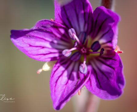 3061_9894_Geranium_Fay_Anna_kurereha_3.jpg