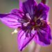 3061_9894_Geranium_Fay_Anna_kurereha_3.jpg
