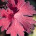 3061_9897_Geranium_Fay_Anna_kurereha_5.jpg