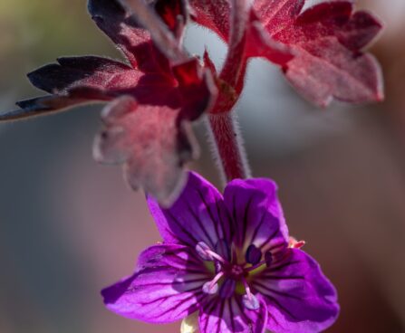 3061_9898_Geranium_Fay_Anna_kurereha.jpg
