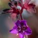 3061_9898_Geranium_Fay_Anna_kurereha.jpg
